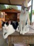 Mozart und Meggie
